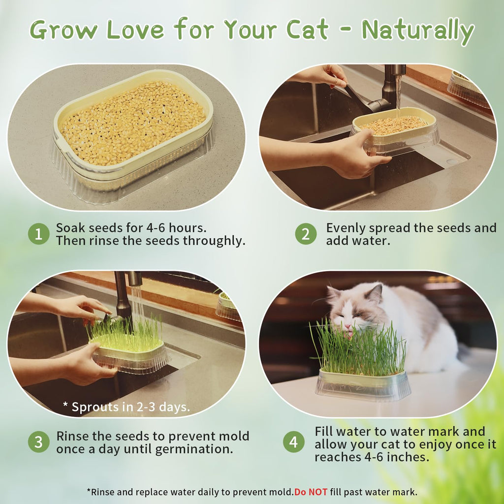 Cat Grass Growing Kit with 5 Pack Non GMO Seeds R45281