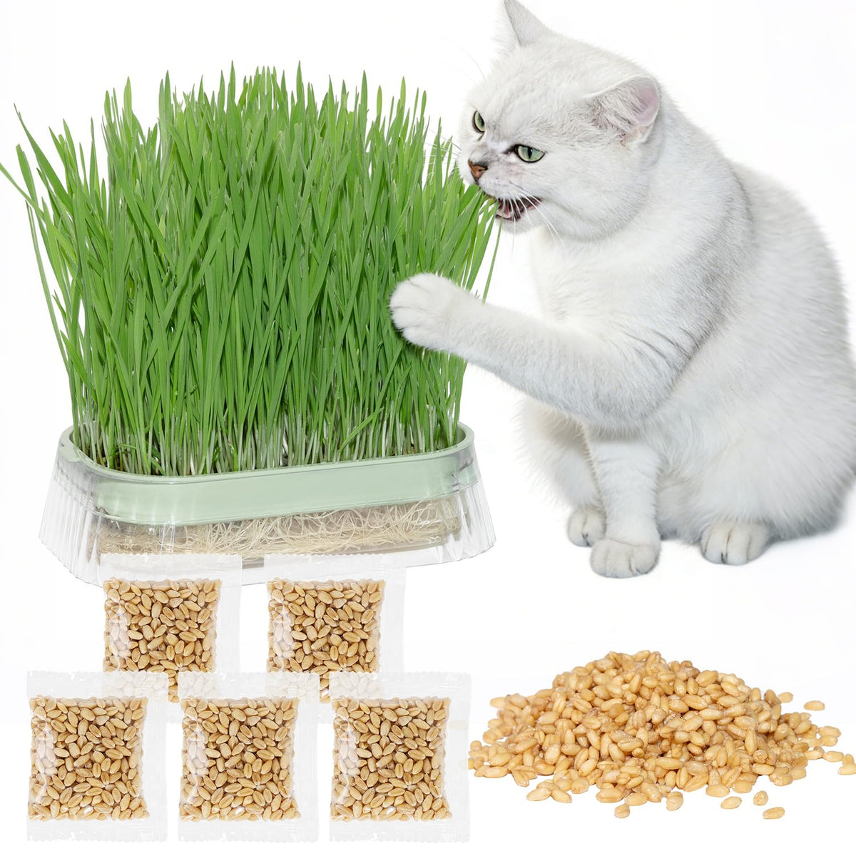 Cat Grass Growing Kit with 5 Pack Non GMO Seeds R45281