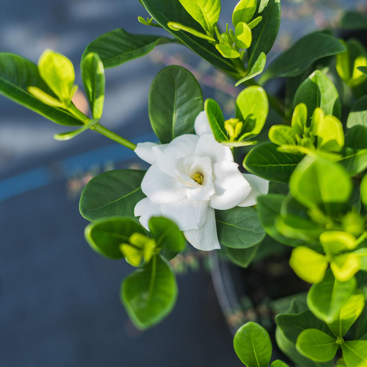 Fragrant Shrub B691707