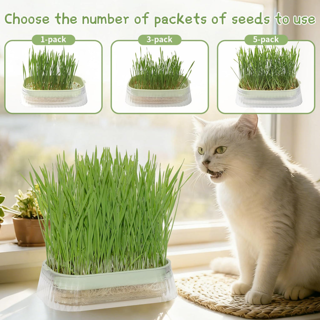 Cat Grass Growing Kit with 5 Pack Non GMO Seeds R45281
