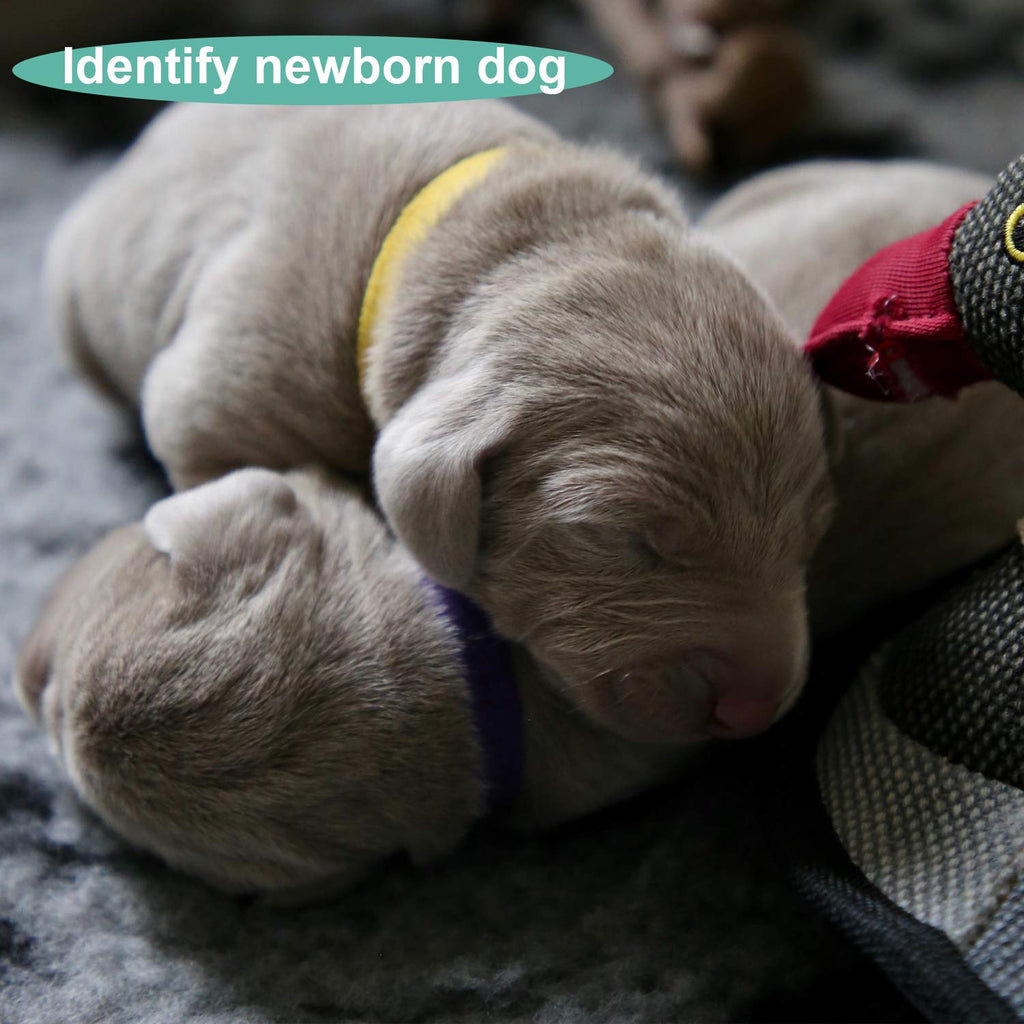 Soft Adjustable Puppy Collars D726655