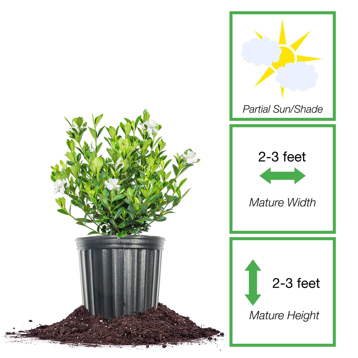 Fragrant Shrub B691707