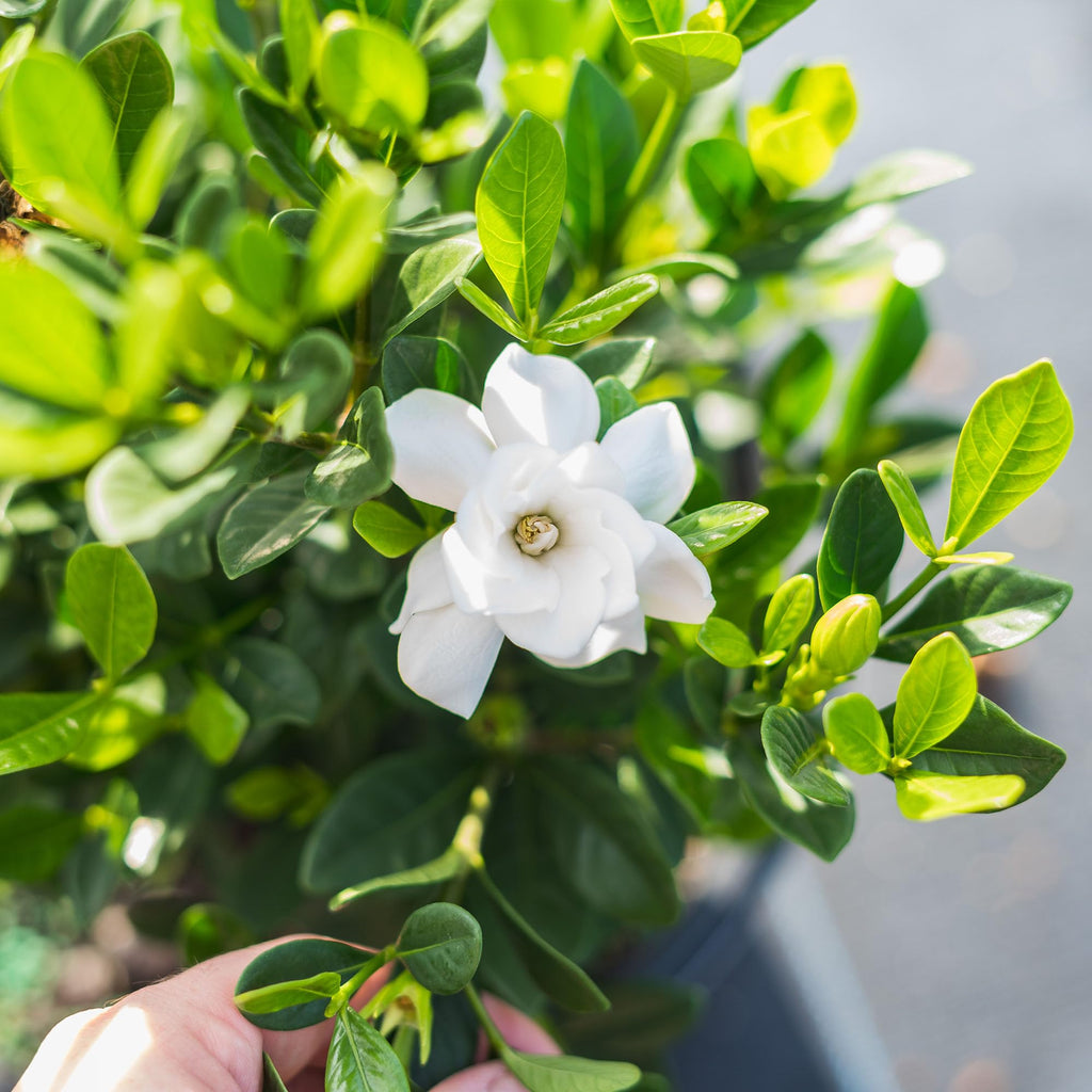 Fragrant Shrub B691707