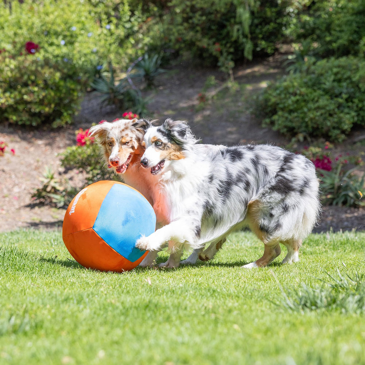 Dog Toy J668528