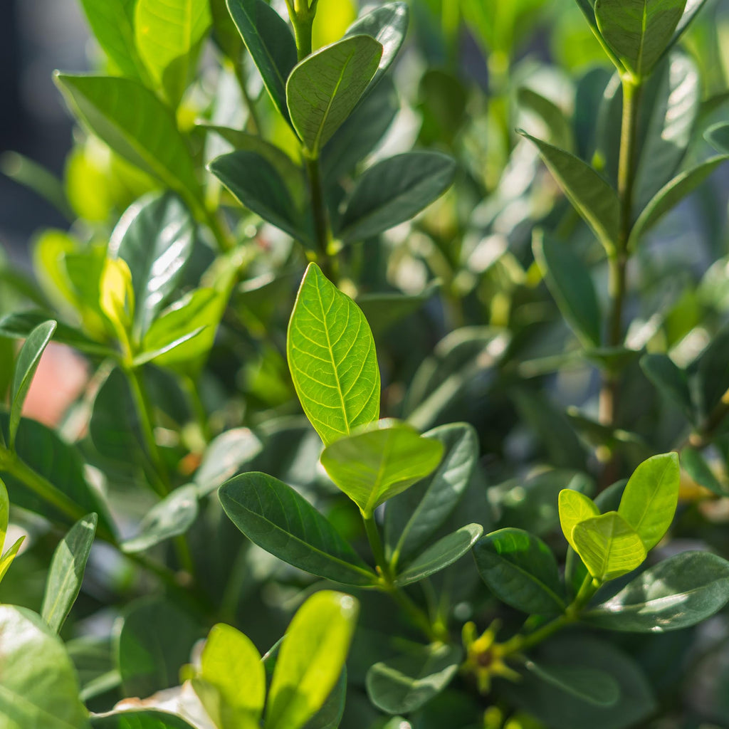 Fragrant Shrub B691707