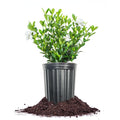 Fragrant Shrub B691707