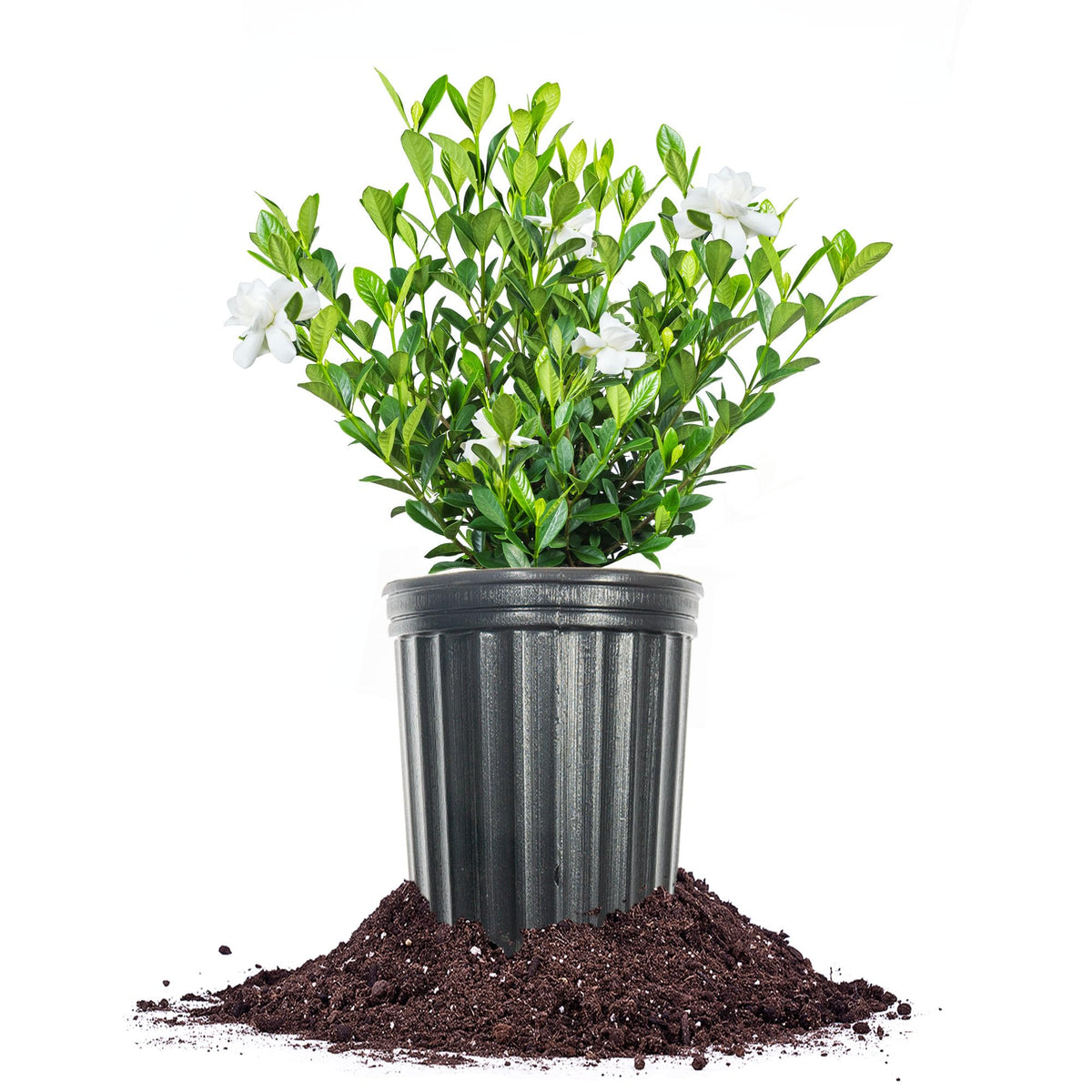 Fragrant Shrub B691707